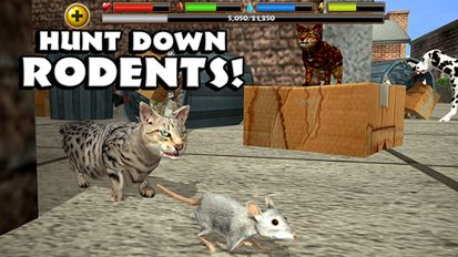   Stray Cat Simulator (  )  
