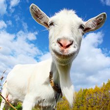 Скачать взломанную Crazy Goat FREE (Мод много денег) на Андроид