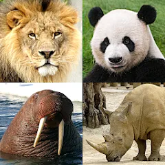 Скачать Animals Quiz Learn All Mammals [МОД: Деньги, Монеты и Меню MOD] | Взлом Animals Quiz Learn All Mammals на Андроид