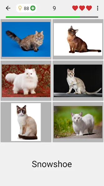Cats Quiz Guess Popular Breeds [МОД: Деньги, Монеты и Меню MOD] Screenshot 2