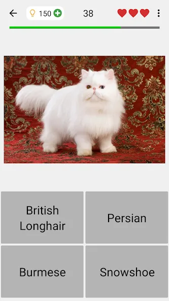 Cats Quiz Guess Popular Breeds [МОД: Деньги, Монеты и Меню MOD] Screenshot 4