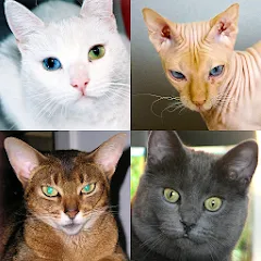 Скачать Cats Quiz Guess Popular Breeds [МОД: Деньги, Монеты и Меню MOD] | Взлом Cats Quiz Guess Popular Breeds на Андроид