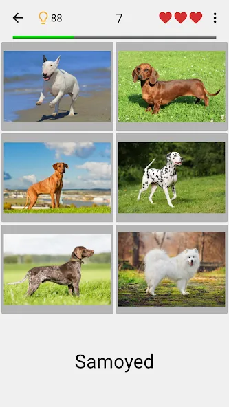 Dogs Quiz - Guess All Breeds! [МОД: Бесконечные деньги, Монеты и Мега MOD] Screenshot 1