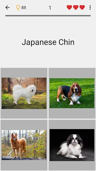 Dogs Quiz - Guess All Breeds! [МОД: Бесконечные деньги, Монеты и Мега MOD] Screenshot 4