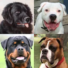 Скачать Dogs Quiz - Guess All Breeds! [МОД: Бесконечные деньги, Монеты и Мега MOD] | Взлом Dogs Quiz - Guess All Breeds! на Андроид