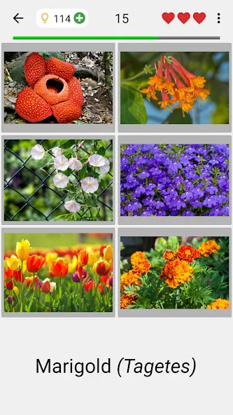 Flowers Quiz - Identify Plants [МОД: Много денег, Монет и Все открыто] Screenshot 2