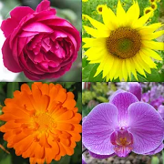 Скачать Flowers Quiz - Identify Plants [МОД: Много денег, Монет и Все открыто] | Взлом Flowers Quiz - Identify Plants на Андроид
