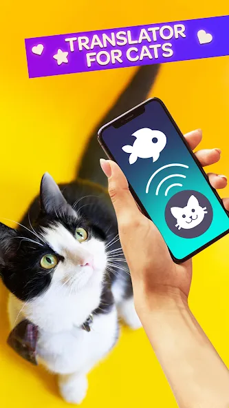 Cat Translator Pet Talk Meow [МОД: Бесконечные деньги, Монеты и Мега MOD] Screenshot 1