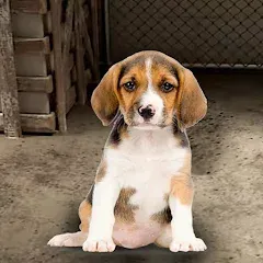 Скачать My Pet Animal Shelter World [МОД: Много монет, Открытые уровни и Мега MOD] | Взлом My Pet Animal Shelter World на Андроид