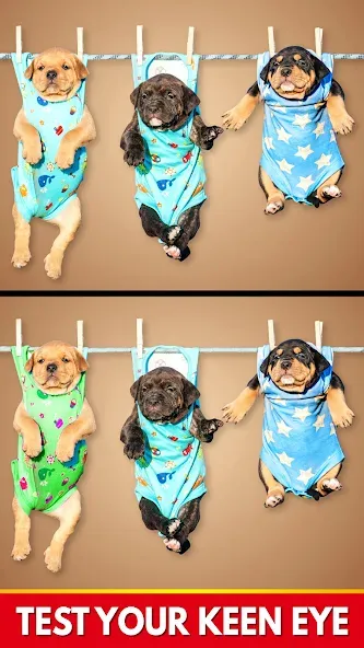 Find The Differences - Spot it [МОД: Бесконечные деньги, Монеты и Мега MOD] Screenshot 3