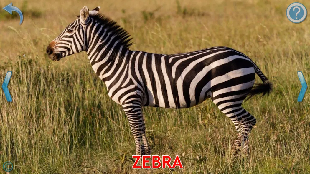 Animals for Kids [МОД: Деньги, Монеты и Меню MOD] Screenshot 3