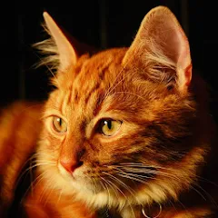Скачать Talking Lovely Cat [МОД: Деньги, Монеты и Меню MOD] | Взлом Talking Lovely Cat на Андроид