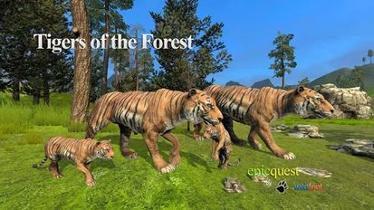   Tigers of the Forest (  )  